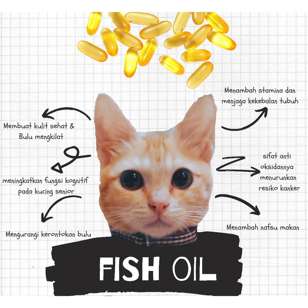 Minyak Ikan Salmon Kucing Mengandung Omega 3 Epa Dha Tinggi Indonesia