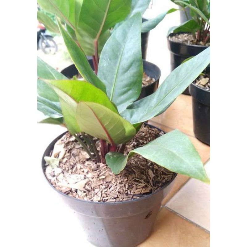 Tanaman Hias Anthorium Garuda - anthurium garuda