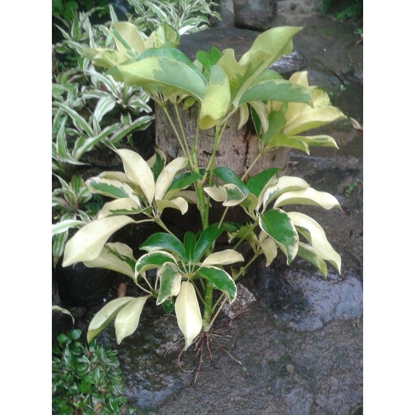 tanaman walisongo tinggi -+45cm