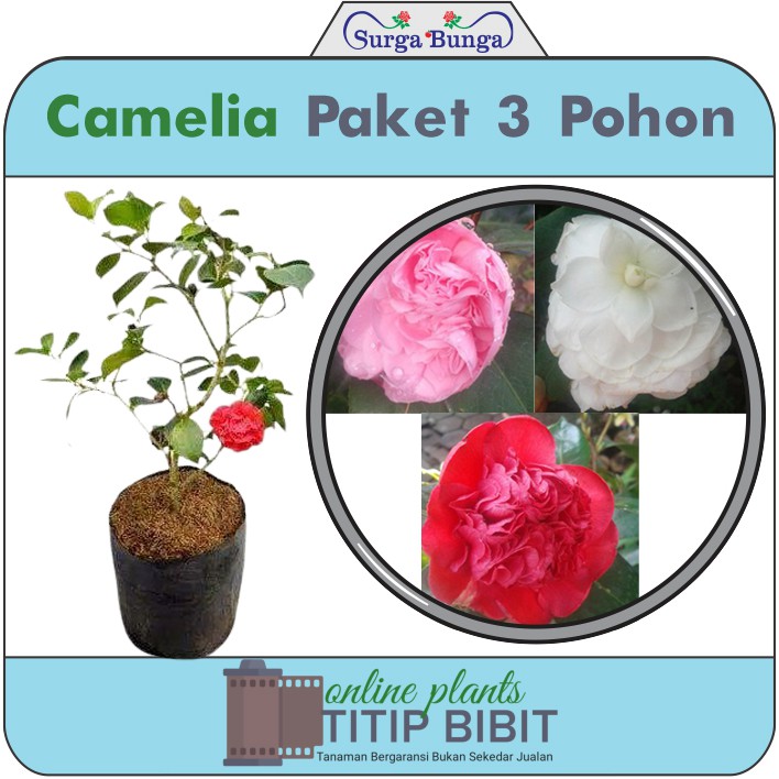Paket Tanaman Camelia (camellia sinensis) 3 Tanaman 3 Warna
