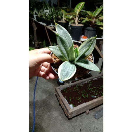 sansevieria Silver frozz