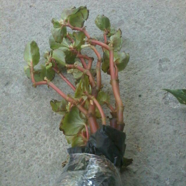 Tanaman Hias Begonia Bunga