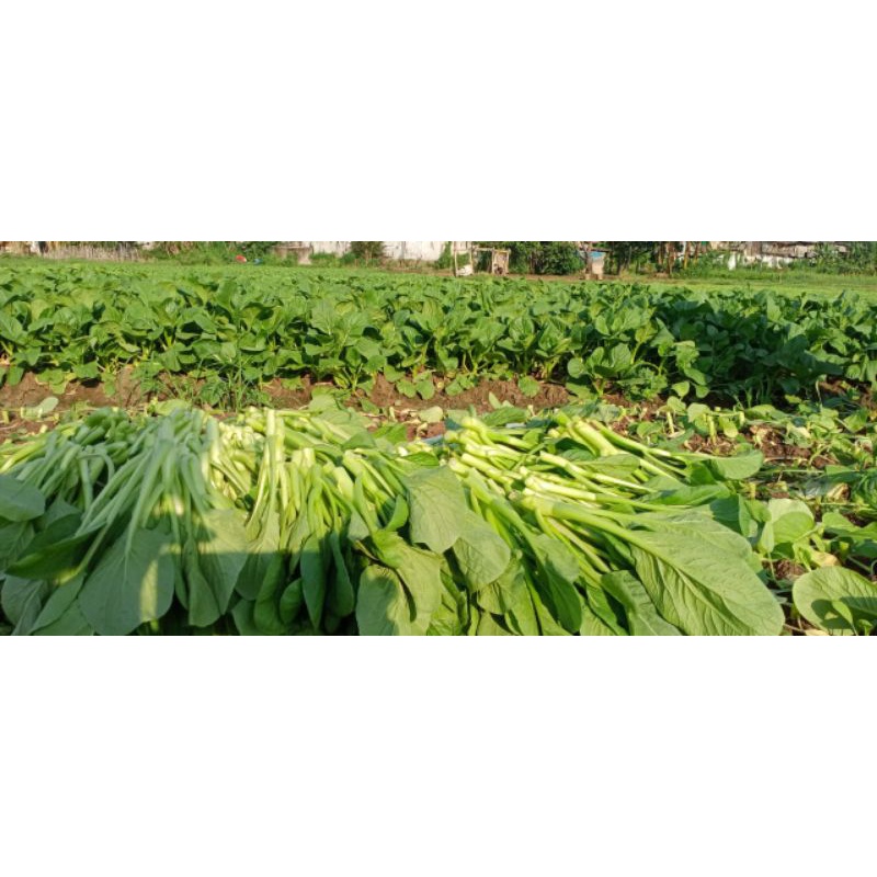 

sayuran segar fres langsung dari kebun