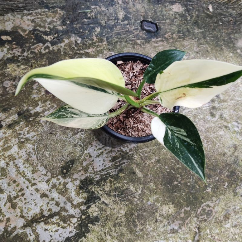 tanaman hias philodendron green Congo variegated