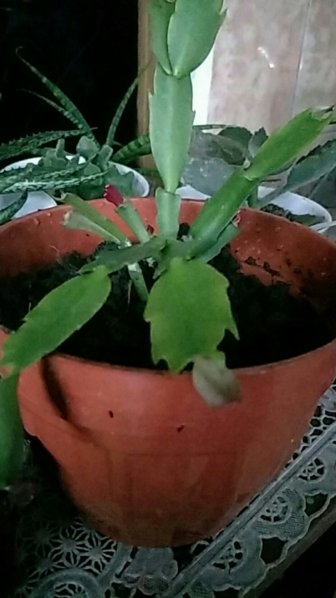 Kaktus Sekulen Kepiting