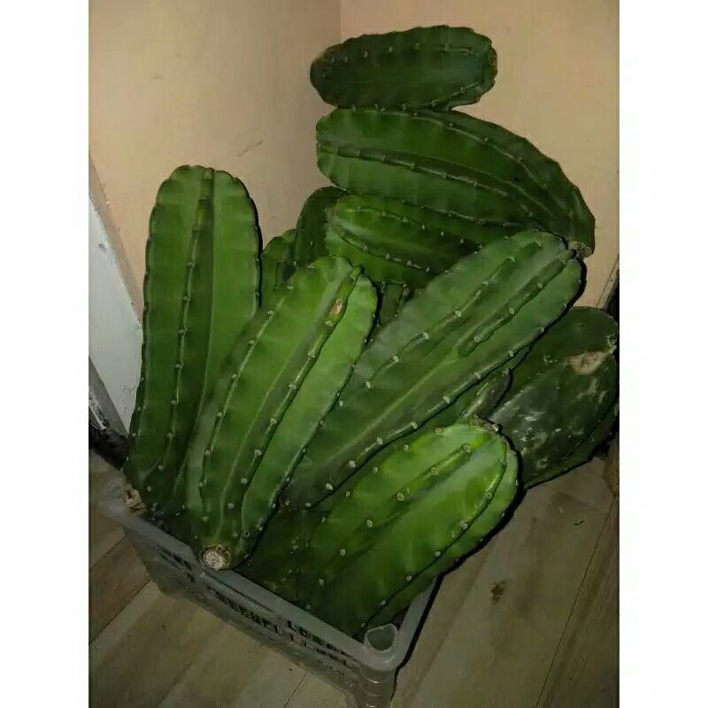 Kaktus Koboi RIJEK ukuran SEDANG 20-25cm (1 KG muat 2 kaktus) Bisa untuk bahan Grafting / Sambungan