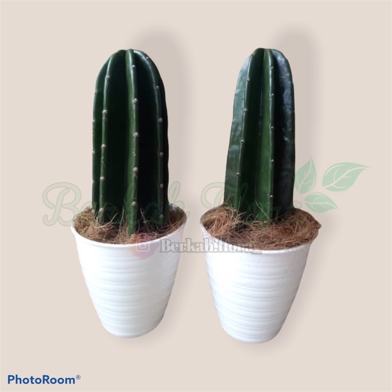 Tanaman hidup indoor outdoor kaktus koboi pohon kaktus-tanaman hias hidup-bunga hidup-cactus-bunga k