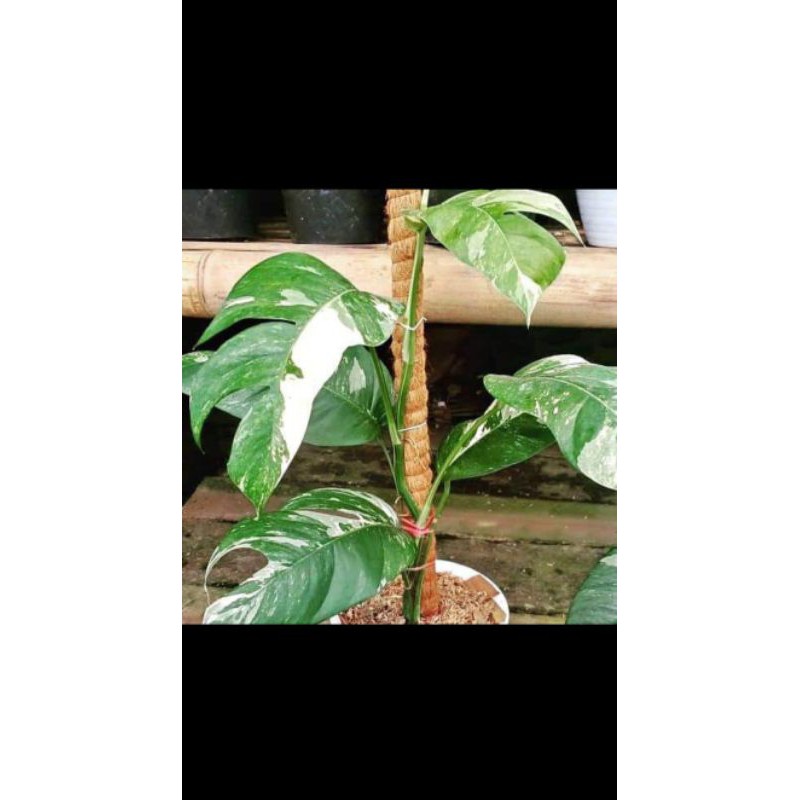 epiprenum varigata putih / epip varigata putih / tanaman epiprenum