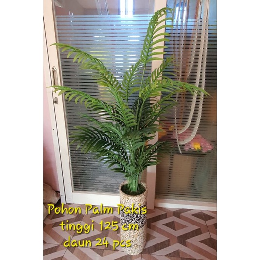 Pohon Palm Pakis Tinggi 1,25 METER ( Tanpa Pot )