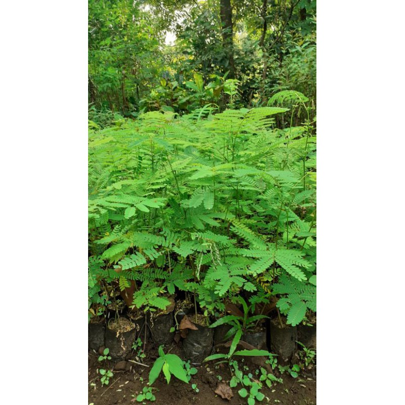 Bibit Pohon Sengon - Tanaman Kayu Sengon - Albasia - Jeungjing