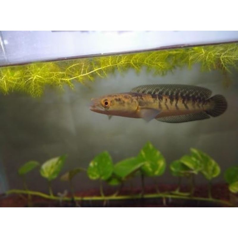 

ikan channa