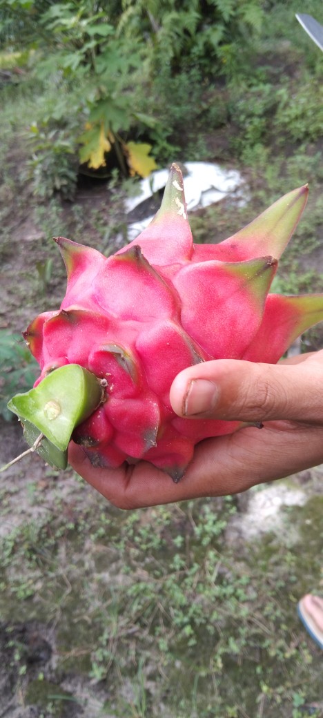 Plastik Sablon Hd Plong Ukuran 25x35 Isi 100 Pcs Free Desain