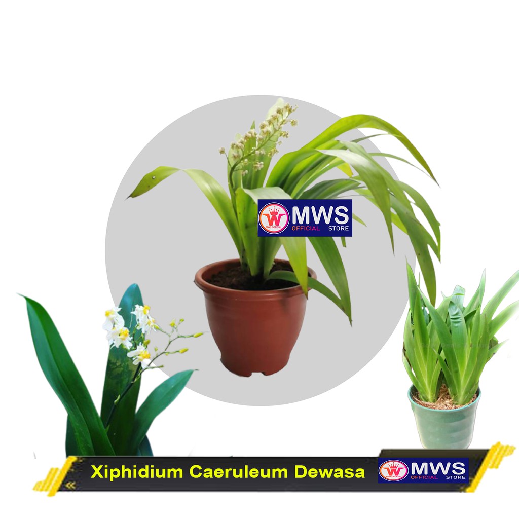 Xiphidium Caeruleum Anggrek cantik tanaman hias mws