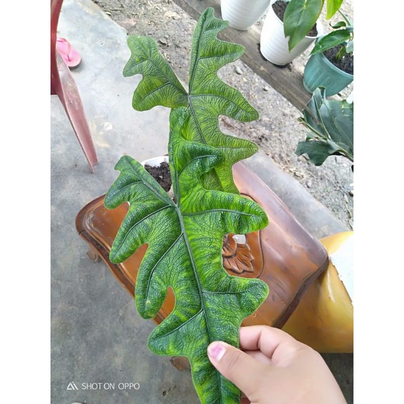 alocasia jacklyn sp sulawesi