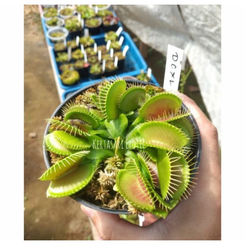 Venus Flytrap