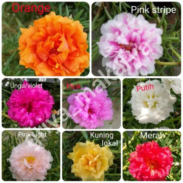 

Krokot tumpuk sepaket/+name tag