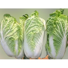 

( Harga per 500 gram ) ~ Sawi Putih Fresh sayur sawi putih segar