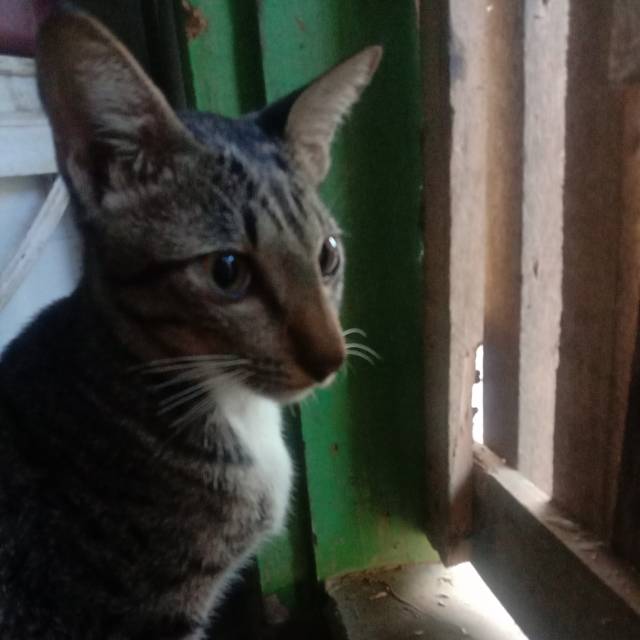 pangkas.aby