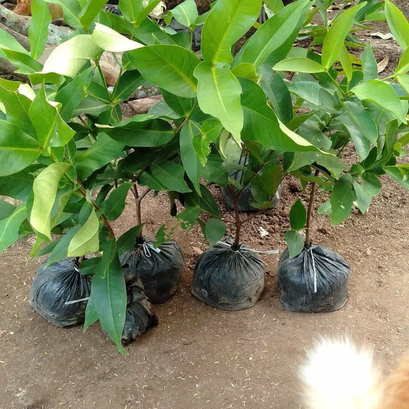 BIBIT JAMBU BLACK DIAMOND SUPER (COCOK DI TANAM POT)