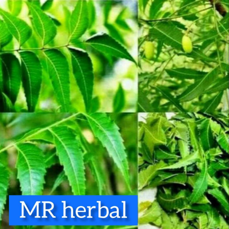 

Daun mimba daun mindi daun kari salam fres 1 kg