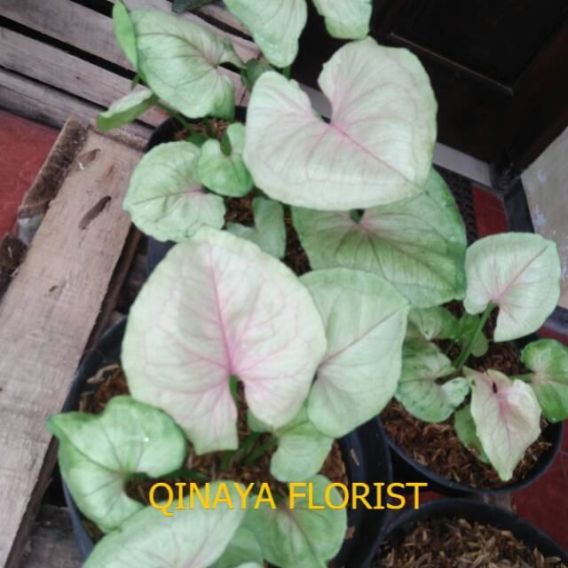 Syngonium mango allusion | syngonium keladi mini - QINAYA FLOWERS