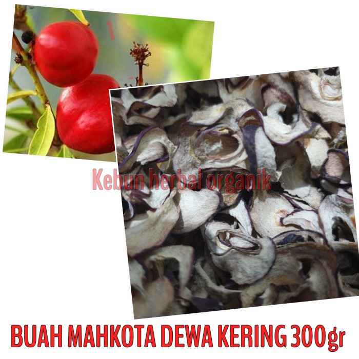 

Buah Kering - Buah Mahkota Dewa Kering 300Gr Simplisia Kering Obat Herbal Manjur