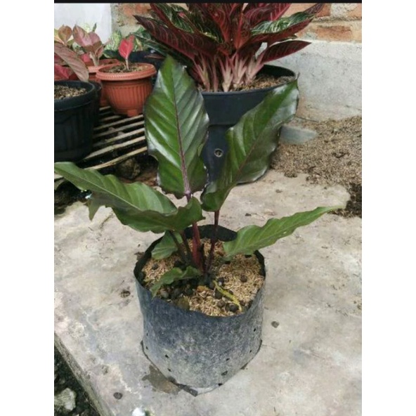 anturium black beauty