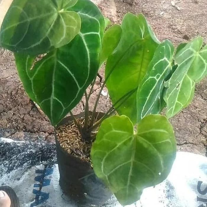  tanaman  hias  anthurium chystallinum kuping  gajah  tanaman  