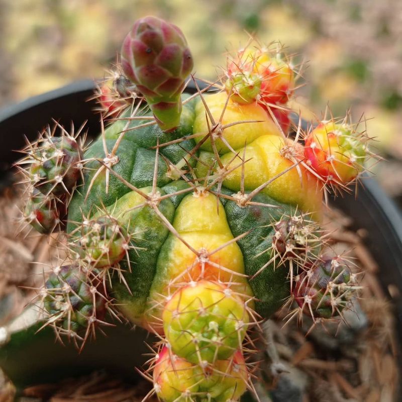 gymnocalycium damsii purple variegata grafting KAKTUS SUKULEN TANAMAN HIAS