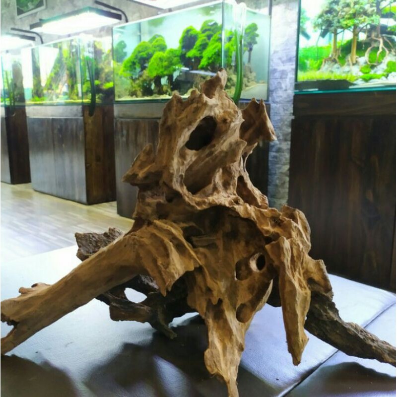  Kayu  Rentek  30 40cm size M for Aquascape  Shopee Indonesia