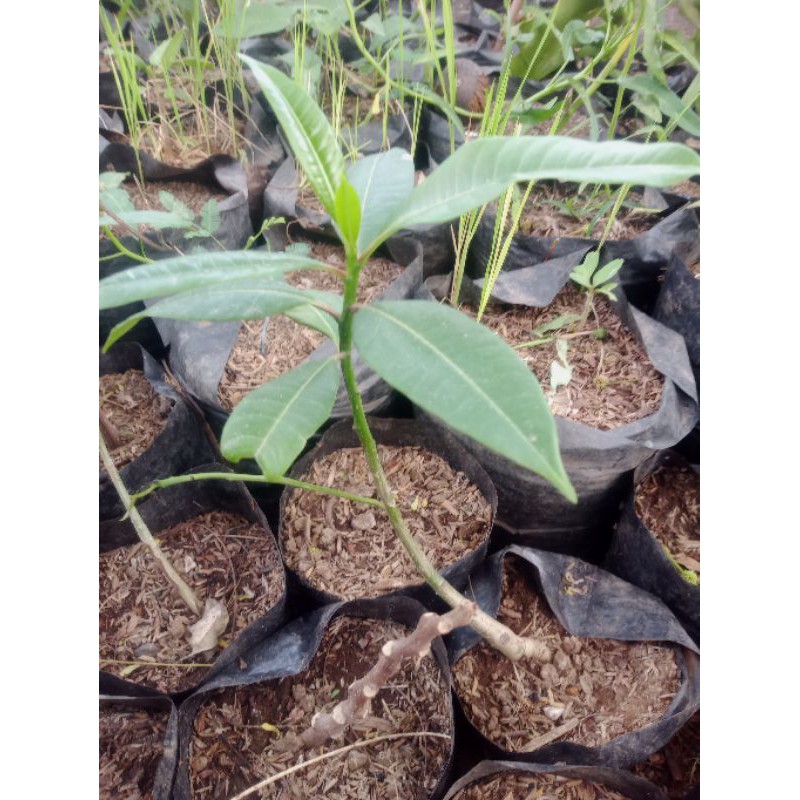 bibit pohon bintaro/simpalak