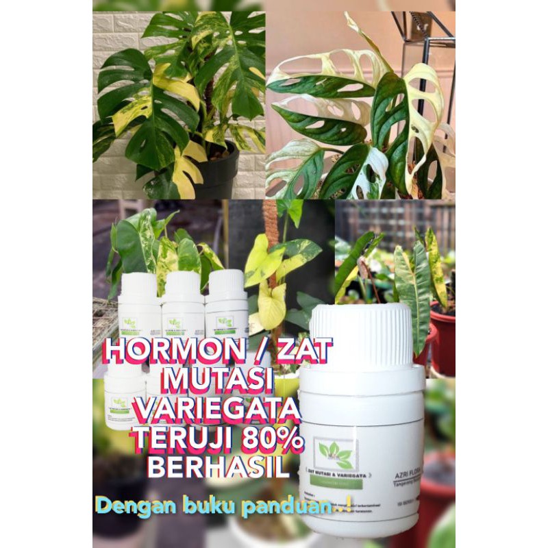Hormon Varigata / Zat mutasi varigata Tanaman Hias