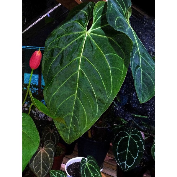 kuping gajah magnificum