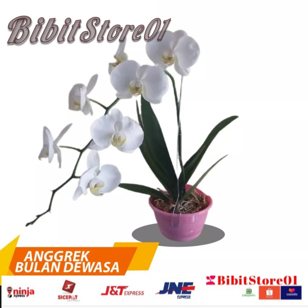 Anggrek Bulan Putih ukuran jumbo realpick