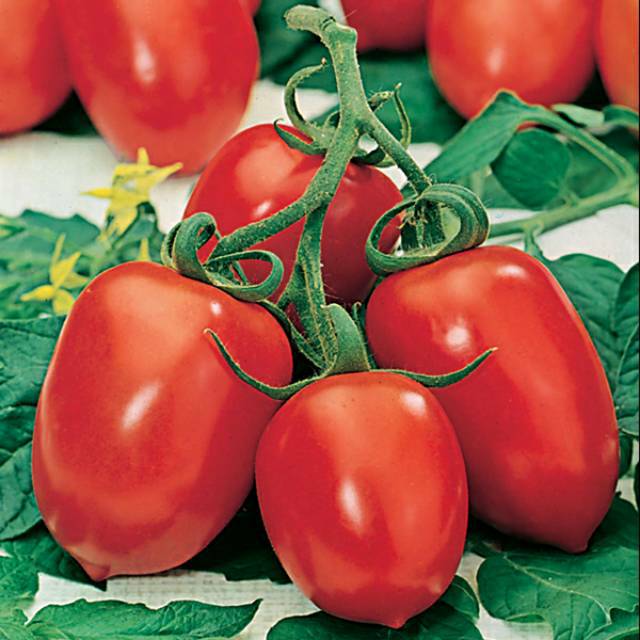 Benih Bibit Biji - Tomato (Plum) Roma VF Seeds - IMPORT