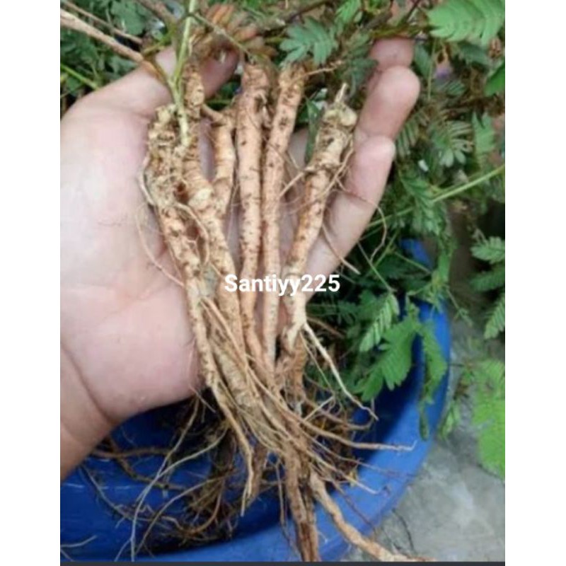 

harga termurah akar putri malu 1 kg segar