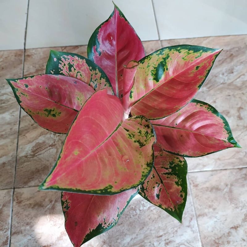 Tanaman Hias Aglonema Kochin - Aglonema Kochin - Aglonema kocin