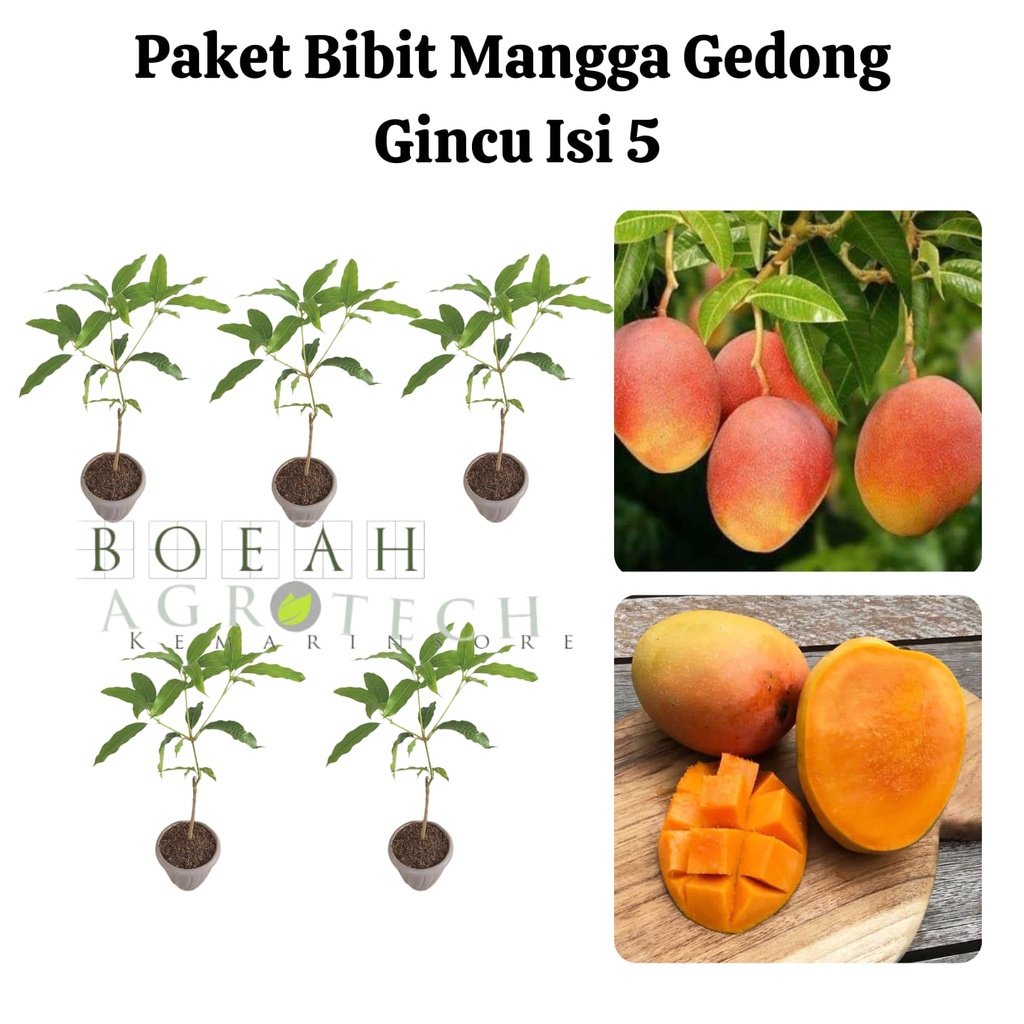 Paket Hemat Bibit Mangga Gedong Gincu Okulasi Isi 5 Bonus Bibit Strawberry+Polibag