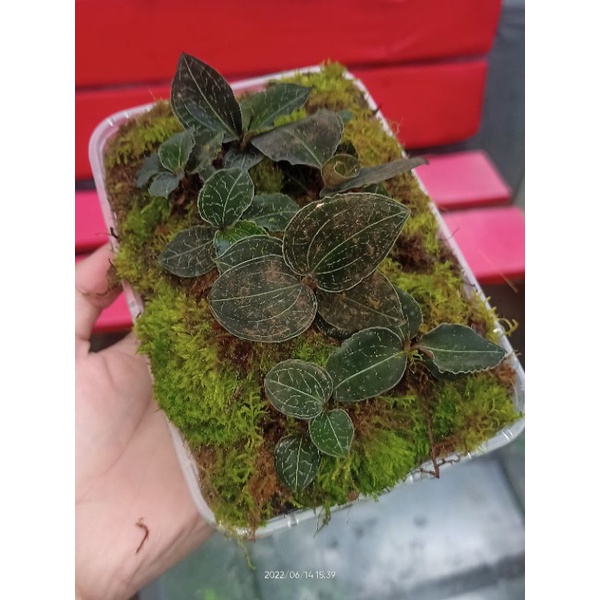 Paket Terrarium Mini Jewel Orchid
