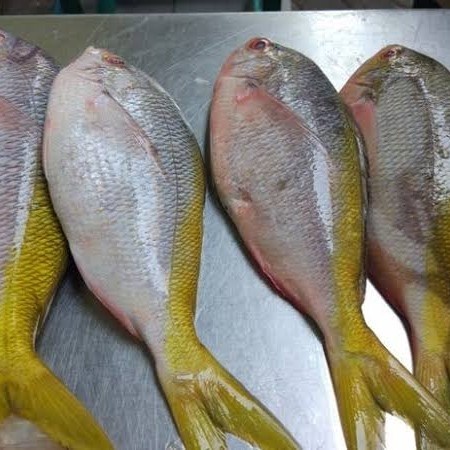 

Ikan Ekor Kuning Segar - 1 Kilogram