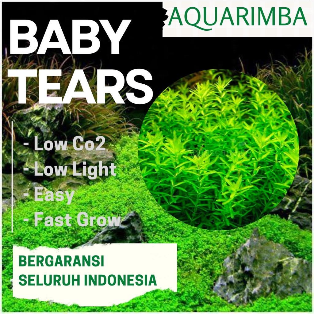 Tanaman Aquascape Baby Tears - Cocok Untuk Karpet - Bonsai Aquascape - Very Easy