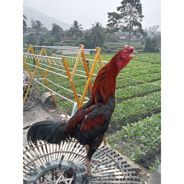 

ayam aduan siap rawat jenis bangkok