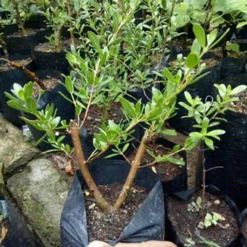 Bibit Tanaman Kayu Stigi / Santigi (buat hiasan & tasbeh) Kayu Wangi WISATA AGROTANI