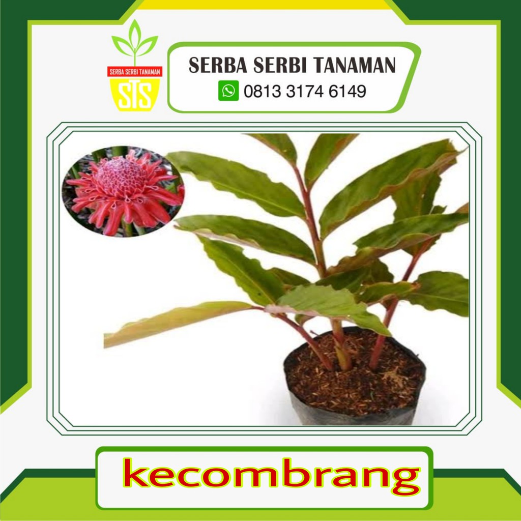 Tanaman Kecombrang