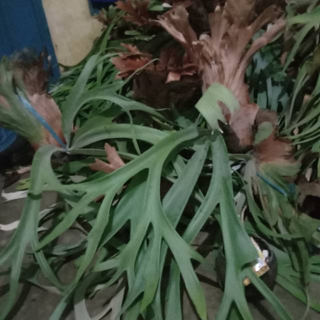 TANAMAN SIMBAR MENJANGAN Paku tanduk media tempel