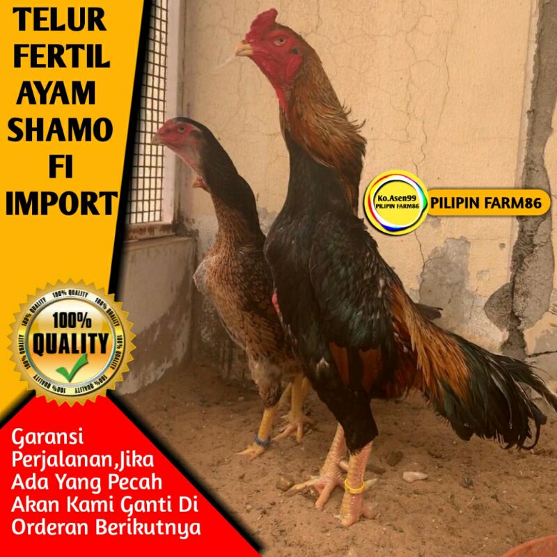 Telur Tetas Fertil Ayam Shamo impor import Jepang Original Ori Pilipin Farm86