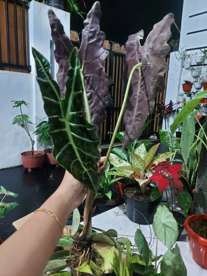 Tanaman Hias Keladi Amazon Murah