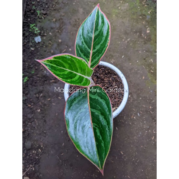 Aglonema lifstik emerald dragon