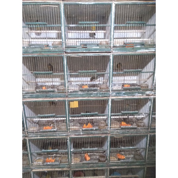 burung robin jantan pilihan