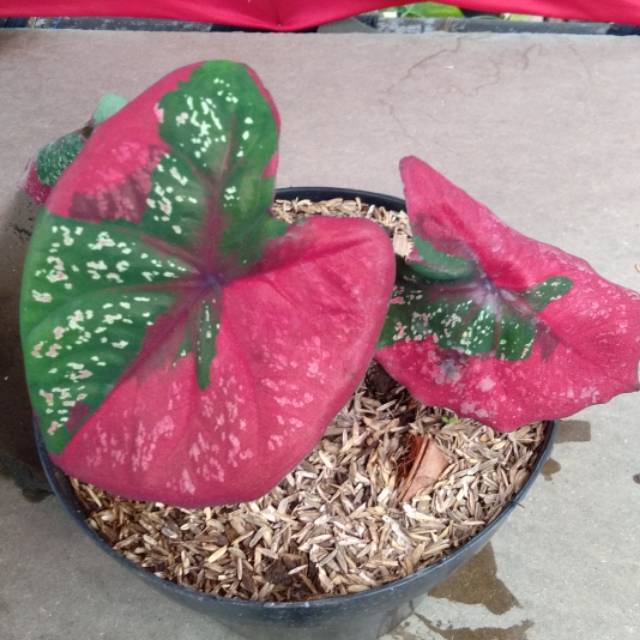 Caladium Baret
